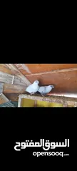  4 متاح جوز قراقطه وجوز مغبير للبيع