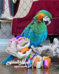  4 lovely Parrots