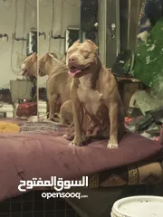  3 كلب بيتبول الامريكي للبيع