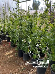  17 مشاتل الاندلس لانتاج وبيع جميع انواع الاشجار البلديه والمستوردة