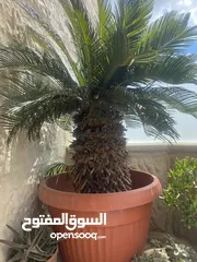  1 شجر سيكس للبيع