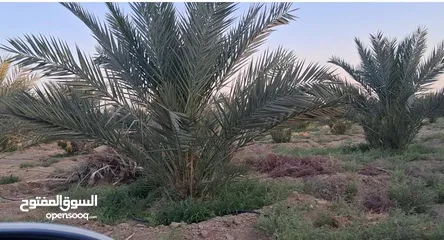  1 39دونم مزروعه بلح مجدول موق مميز جدا