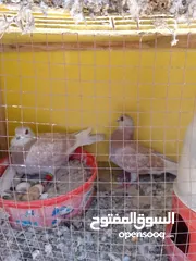  5 جواز حمام  حلوين وشغالين