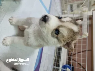  8 Huskies for adoption