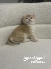  1 قطط صغيرة برتيش للبيع