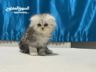  2 بريتش لونغهير