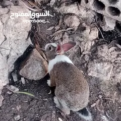  10 ارانب بلدي للبيع اقرا الوصف