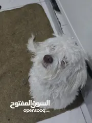  5 كلب فرنش تيرير عمر 7 اشهر للبيع