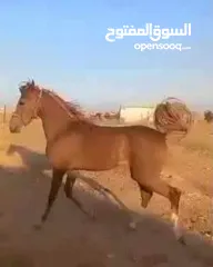  4 حصان عربي للبيع