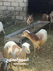  1 جعد يمنيات للبيع عشر