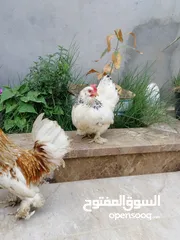  3 دجاج. زهري