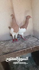  3 متاح 3جواز شغلات جوز يهوديات  صفر وجوز بلجيكي زرزور عل بلجيكيه