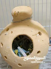  3 8 Beautiful and Healthy Zebra Finches with Large Spacious Cage Full Set for Sale :)
