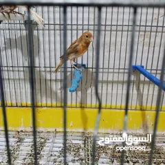  4 3 فراخ كنار