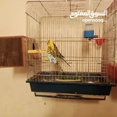  2 زوج طيور حب بادجي تحتهم 3 فراخ مع قفص حجم وسط شامل التوصيل داخل عمان الغربية