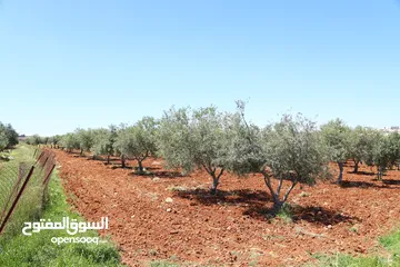  13 مادبا الفيحاء قطعتين متجاورتين  بجانب التنظيم غرب النديم والحراويه بمنطقة فلل ومزارع خاصة