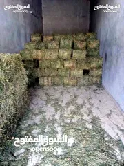  5 خرفان عجول ابقار خيل