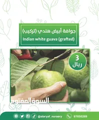  9 شتلات وأشجار الجوافة من مشتل الأرياف أسعار منافسة الأفضل في السوق  امرود کا درخت  guava