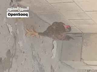  3 Pakistani rooster