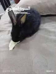  3 ارانب كيوت للبيع حبه على اربعه نظافه كيوت للاطفال غير شامل توصيل نظافه تربيه منزليه يوجد كميه
