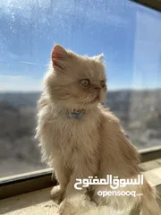  1 قط شيرازي ذكر للبيع