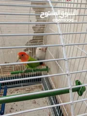  2 جوز روز اوبلاين