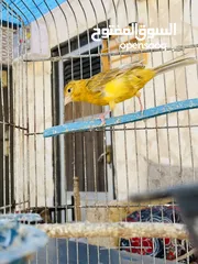  3 فحل كنا. ماوردي ابو فراخ