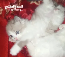  11 قطط شيرازي مكس  ام انجورا تركي واب شيرازي عمر شهر ونص للبيع