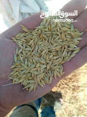  1 شعير بلدي للبيع