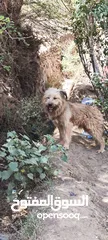  3 كلب قوقازي روسي