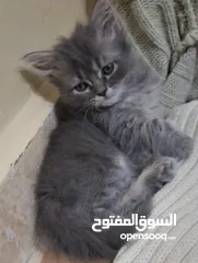  26 كتن شانشيلا  شعر طويل   العمر شهرين جاهزين لبيتهم الجديد