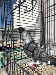  4 فحل قرقاطي