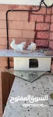  3 good condition breeding pair fantail white dove with long leg feather trained to fly and come back