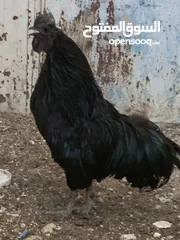  7 ديوك لمبرجيني و صيصان صحة و نظافة  بلدي للبيع