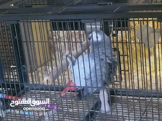 8 ببغاء كاسكو أليف متكلم بطلاقة