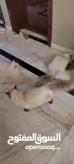  1 أربع قطط هملايا