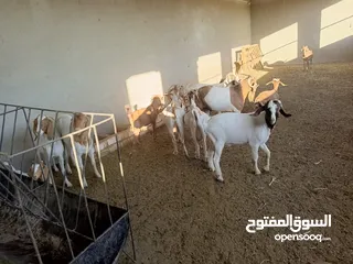  9 ماعز خليط موجود كمية