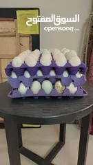  1 Chicken & Duck egg . بيض دجاج وبط للبيع
