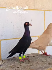  24 تشكيلة حمام مع جوز انجليزيات صفر نخب