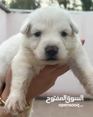  4 Pure white German shepherd puppies يراوه بيور وايت جيرمن شيبرد