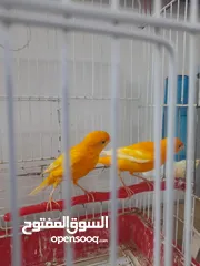  3 ذكرين كنار جزري غامق اولاد حمر