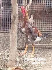  1 البيع ديك شامو المأني  اصل