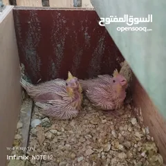  1 طيور كوكتيل فراخ للزق اليدوي