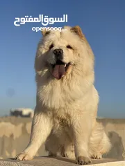  2 كلب تشاو تشاو