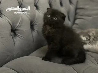  17 كتن سكوتش فولد و ستريت وام منتجه