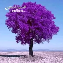 2 بيت للايجار عين الباشا