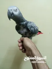  5 كاسكو أليف متكلم حبه ماشاء الله