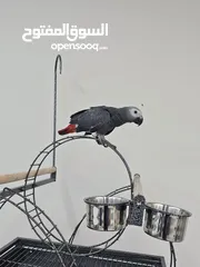  2 ببغاء الكاسكو(جاكو )