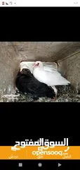  2 زغاليل طازجه مذبوبحه منظفه جاهزه للطبخ الجوز 2.50 من الآخر