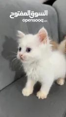  4 قطط للبيع نابلس